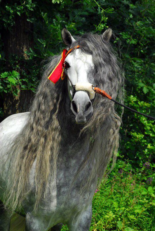 andalusian horse characteristics